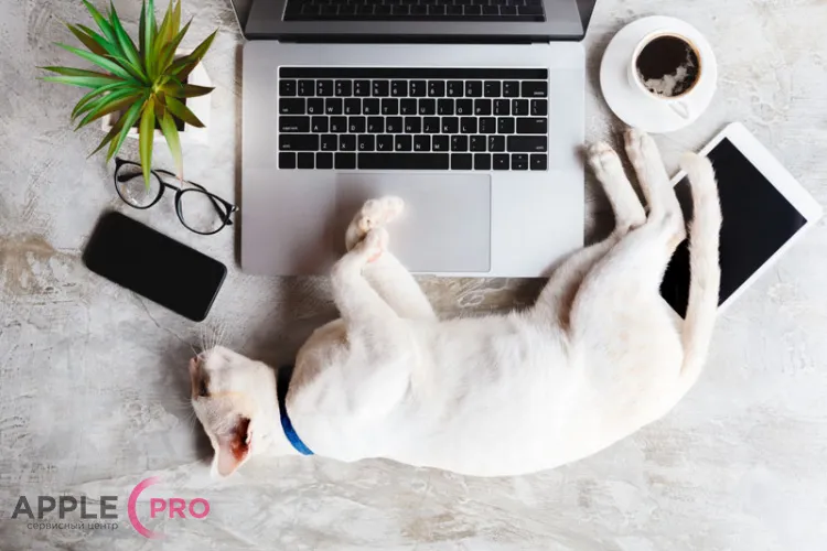 Как настроить спящий режим и автоматическое выключение MacBook?